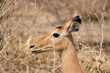 Impala im Serengeti-Nationalpark (Tansania)