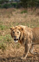 Junger männlicher Löwe im Serengeti-Nationalpark (Tansania)