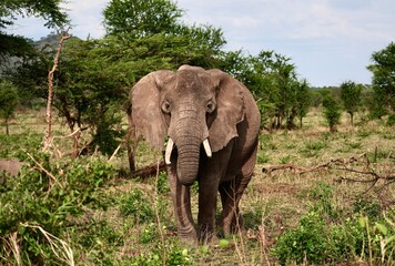 Obraz premium Elefanten im Serengeti-Nationalpark (Tansania)