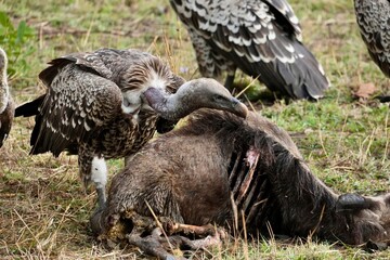 Geier fressen die Überreste eines Gnus, dass Teil der 