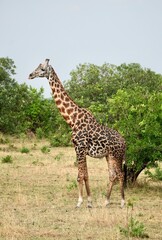 Giraffe im Serengeti-Nationalpark (Tansania)