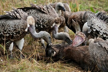 Geier fressen die Überreste eines Gnus, dass Teil der 