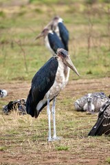 Marabus und Geier warten am Mara-Fluss im Serengeti-Nationalpark, dass ein Krokodil ein Gnu reist (Tansania)