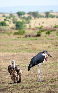 Marabus und Geier warten am Mara-Fluss im Serengeti-Nationalpark, dass ein Krokodil ein Gnu reist (Tansania)