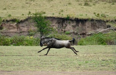 Rennendes Gnu am Mara-Fluss im Serengeti-Nationalpark (Tansania)