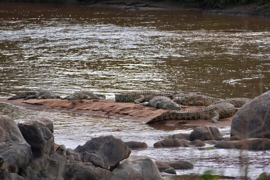 Krokodile des Mara-Fluss im Serengeti-Nationalpark (Tansania)