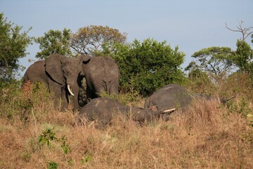 Fototapeta premium Schlafende Elefanten im Serengeti-Nationalpark (Tansania)