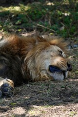 Junger männlicher Löwe am Schlafen im Serengeti-Nationalpark (Tansania)