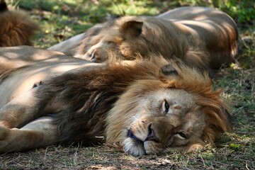 Junge männliche Löwen am Schlafen im Serengeti-Nationalpark (Tansania)