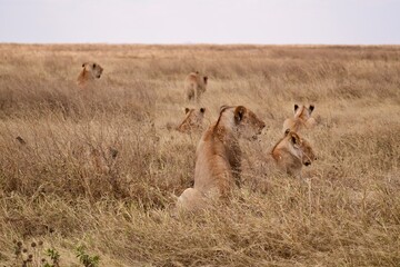 Großes Löwenrudel im Serengeti-Nationalpark (Tansania)