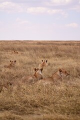 Naklejka premium Großes Löwenrudel im Serengeti-Nationalpark (Tansania)