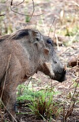 Warzenschwein im Tarangire-Nationalpark (Tansania)