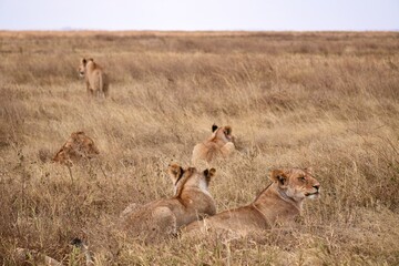 Großes Löwenrudel im Serengeti-Nationalpark (Tansania)