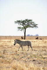 Obraz premium Zebra im Tarangire-Nationalpark (Tansania)