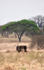 Strauß im Tarangire-Nationalpark (Tansania)