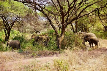 Elefanten im Lake Manyara Nationalpark (Tansania)
