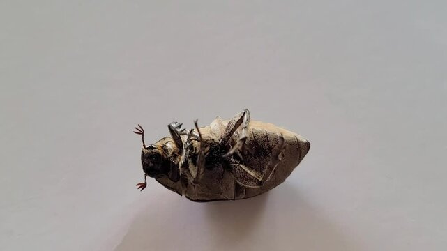 footage of an upside-down Phyllophaga beetle on a white background