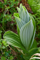 Fototapeta premium Green flash hellebore (Veratrum viride) growing in central Alaska - portrait orientation profile view