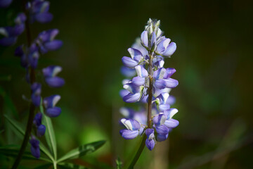 Arctic lupine (lupinus arcticus)