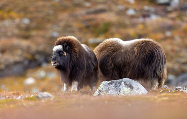 Musk animals at Dovrefjell Norway in autumn.