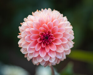 pink dahlia flower