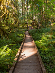 Obraz premium A wooden pathway leads partially through the Hoh Rain forests moss covered trees on one of the many trails