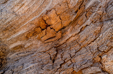 Close-up Macro image of the intricate details of an old fallen Cedar Tree in the Hoh Rain forest of Washington State