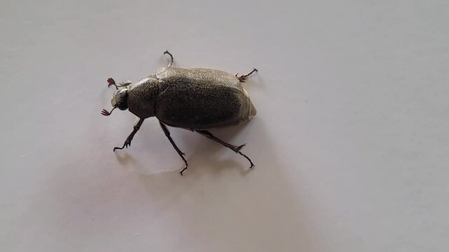 footage of a Phyllophaga beetle walking slowly on a white background