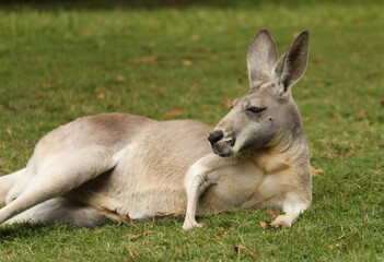 Kangaroo laying down