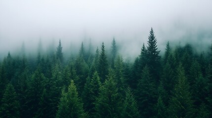 Foggy forest landscape with evergreen trees creating a serene and mystical atmosphere in nature : Generative AI
