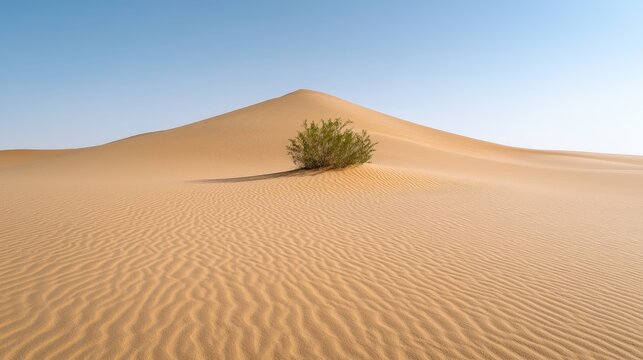 Desert dune landscape, single plant, clear sky, travel poster