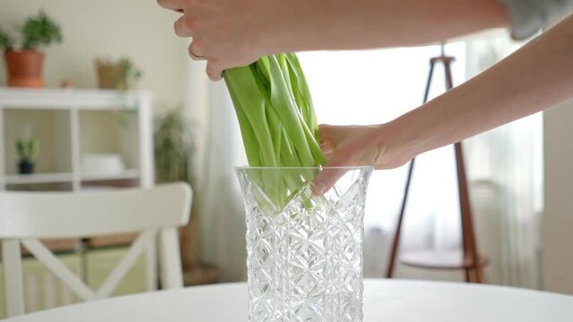 A woman's hand arranging a bouquet of fresh tulips in a glass vase on a table in a bright home interior. Spring decoration and floral arrangement for a cozy atmosphere.