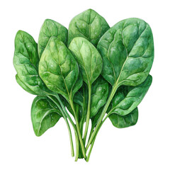 fresh spinach leaves isolated on white background.