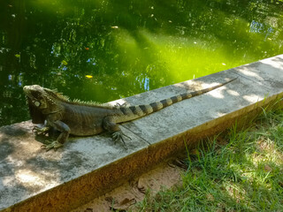 A iguana rests gracefully on the edge of a pond, showcasing its scaly body and long, striped tail.The reflection of the river shows the tranquility of the natural environment. 