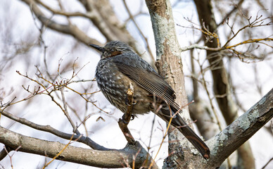 枝の上のヒヨドリ