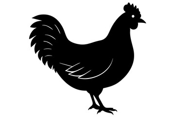 Fototapeta premium rooster isolated on white background