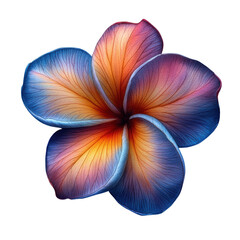 colorful frangipani flower isolated on white background