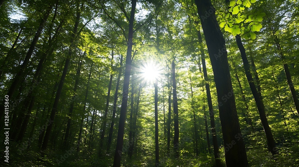 Leinwandbilder Sunlight Filtering Through Dense Green Forest Trees Creating a Magical Atmosphere : Generative AI