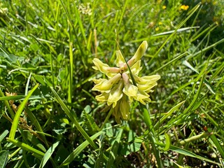 Securigera varia (syn. Coronilla varia), commonly known as crown vetch or purple crown vetch. Beautiful white and pink flowers of crown vetch (Securigera varia). Coronilla varia (Körigen) pink flower.