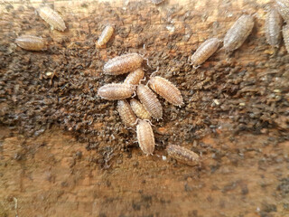 woodlouse on soil