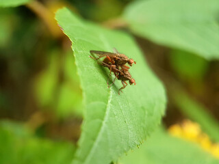 fly on leaf