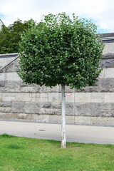 green park tree in front of a flood wall