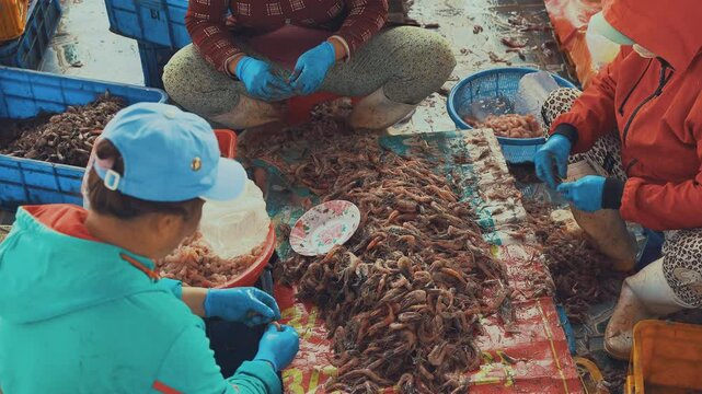 Vietnamese women are busy with manual labor of peeling freshly caught sea shrimp. The process of preparing seafood for sale involves manual labor by local people