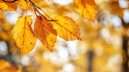 Fototapeta premium Closeup image of vibrant autumn leaves showcasing their stunning golden hues in soft natural light : Generative AI