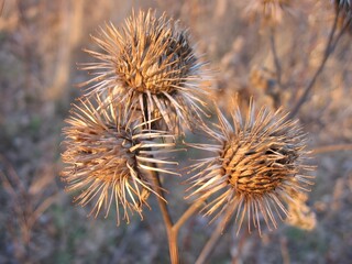 dry thistle flower