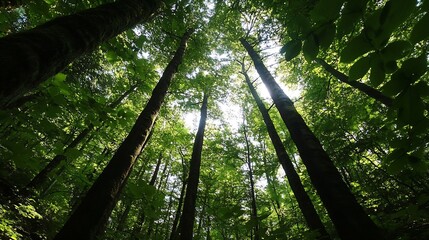 Obraz premium Tall Trees in a Dense Forest Capturing Sunlight Through Leaves Creating a Lush Atmosphere : Generative AI