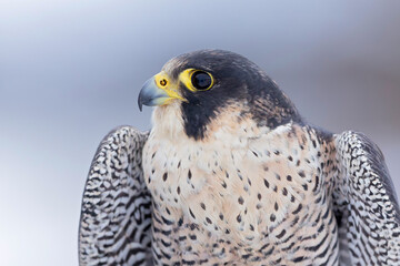Portrait of a female adult peregrine falcon
