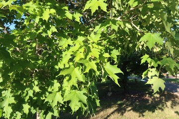 Sugar Maple tree leaves in summer, Colorado