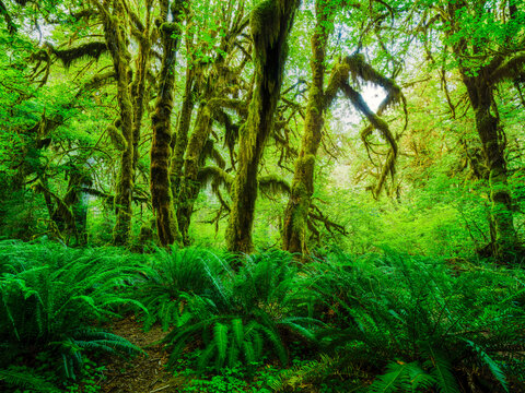 Moss covered trees in the forest surrounded by green ferns in the Hoh Rainforest of Washington State