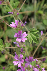 Closeup of Common mallow flowers, Somerset, England
